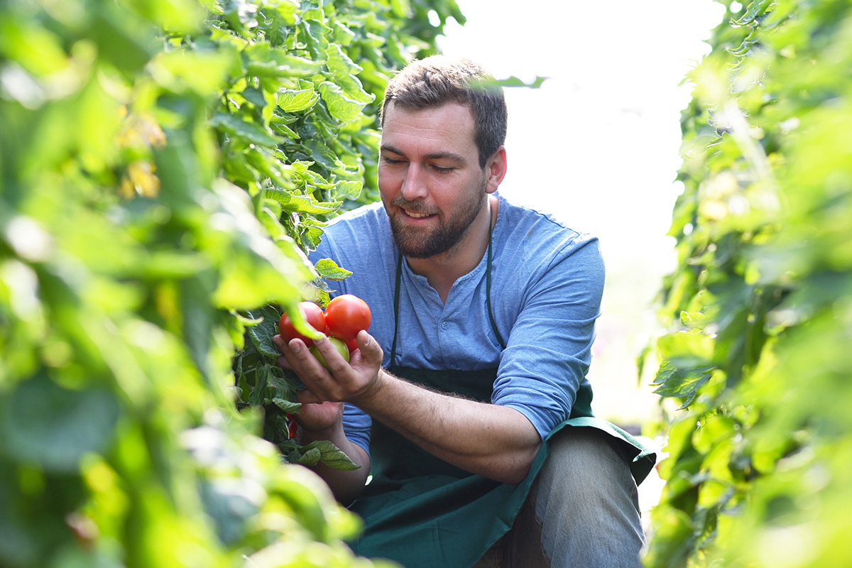 Trattamenti con ozonoper l'Agricoltura